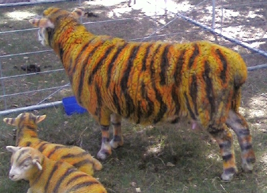 tiger-sheep2.jpg